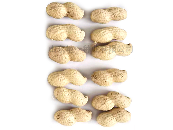 潍花25号果实